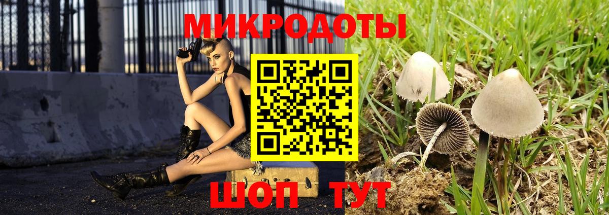 Псилоцибиновые грибы Psilocybe Черногорск