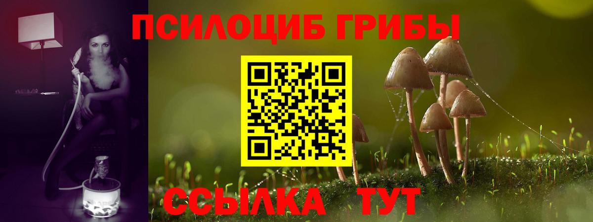 Псилоцибиновые грибы Psilocybine cubensis  купить наркотики цена  Черногорск  Вход с VPN 